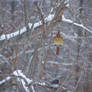 Female Cardinal