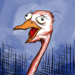 Earl - The Ostrich