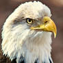 Eagle Portrait