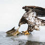 A Nice Catch