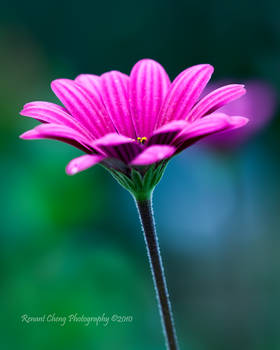 African Daisy