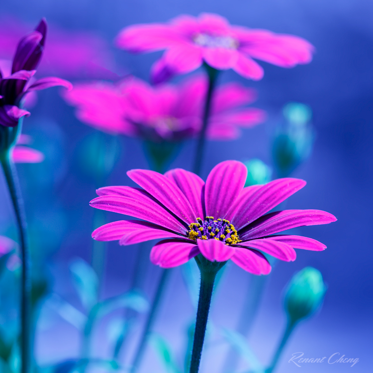 Purple Daisies