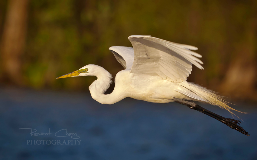 Egret in Flight