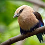 Blue-Bellied Roller II