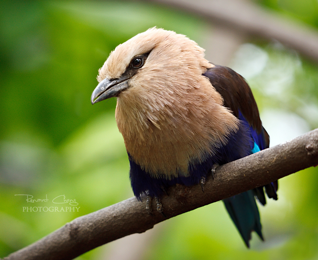 Blue-Bellied Roller II