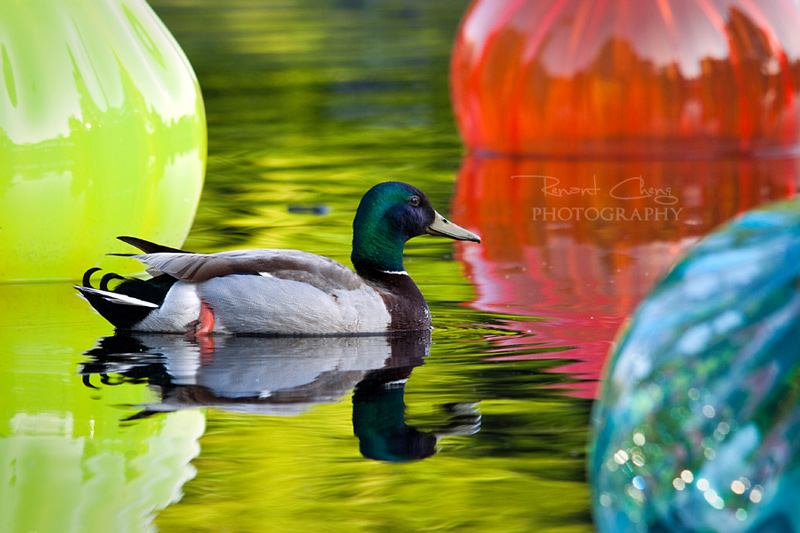 Swimming in Colors