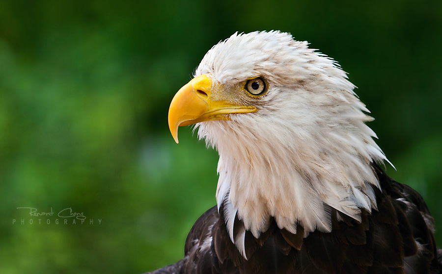 Eagle Portrait II