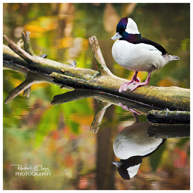 .:Duckie Reflection:.