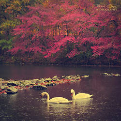 .:Autumn Romance:.