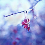 .:Frosty Morning:. by RHCheng