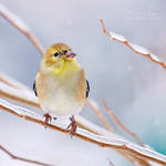 .:Snowy Goldfinch:. by RHCheng
