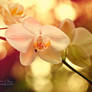 .:Orchid Dream V:.