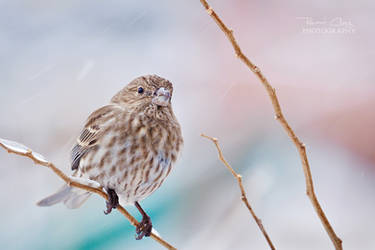 .:Snowy Finch II:.