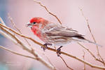 .:Backyard Finch II:. by RHCheng