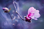 .:Sweet Magnolia:. by RHCheng