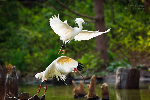 .:Egret and Ibis:.