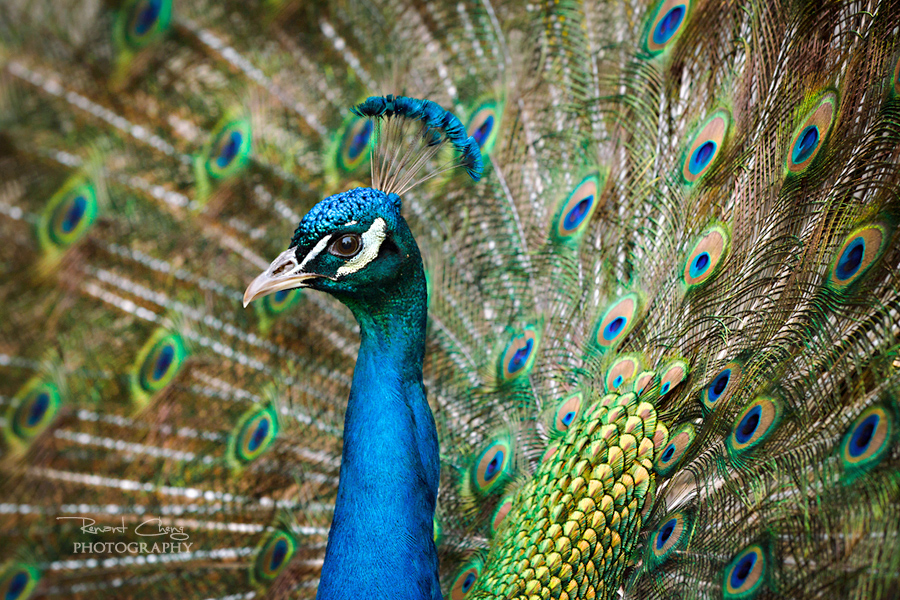 .:Regal Peacock:.