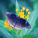 .:Blue Wings:. by RHCheng