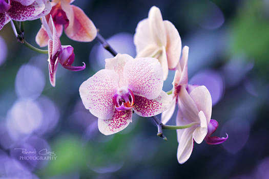 .:Orchid Fantasy:.