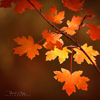 .:Zion Maple Leaves:. by RHCheng