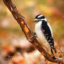 .:Downy Woodpecker:.