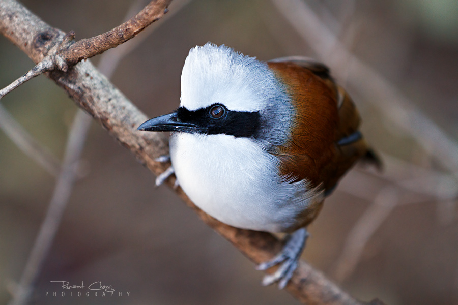 .:White-crested Thrush:.