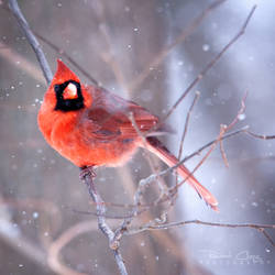 .:Winter Cardinal:.