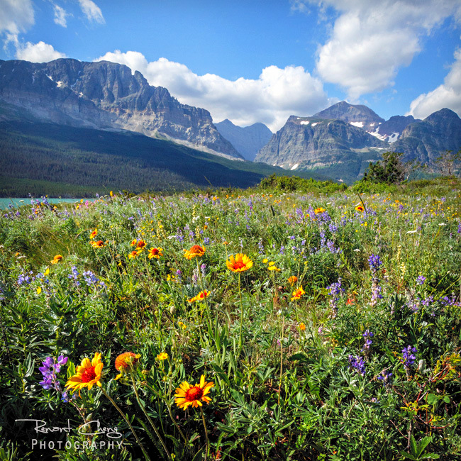 .:Glacier Wild Flowers:.