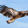 .:Juvenile Eagle II:.