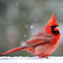 .:Winter Cardinal:.