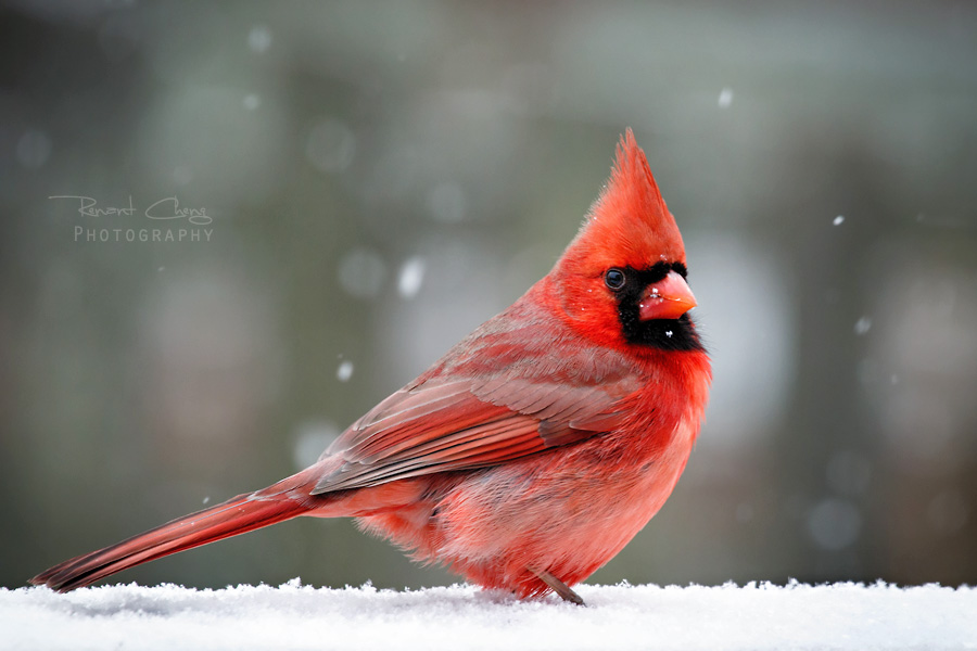 .:Winter Cardinal:.