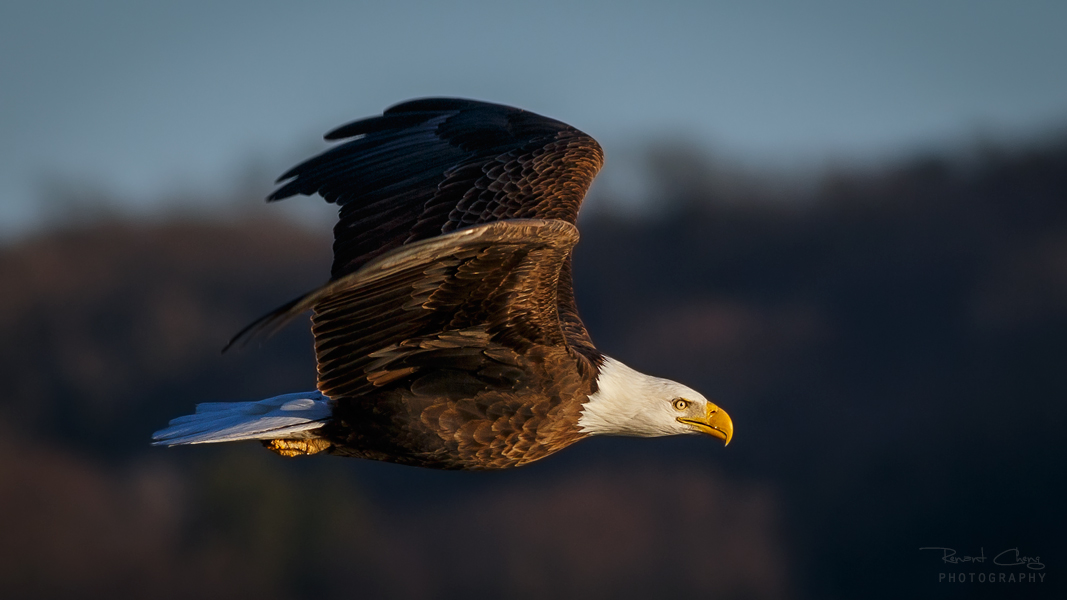 .:Soaring Eagle II:.