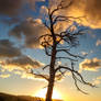 .:Skeleton Tree Sunrise II:.