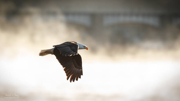 .:Flying in the Mist II:.