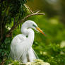 .:Great Egret:.