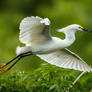 .:Snowy Egret:.