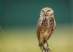 .:Burrowing Owl III:. by RHCheng