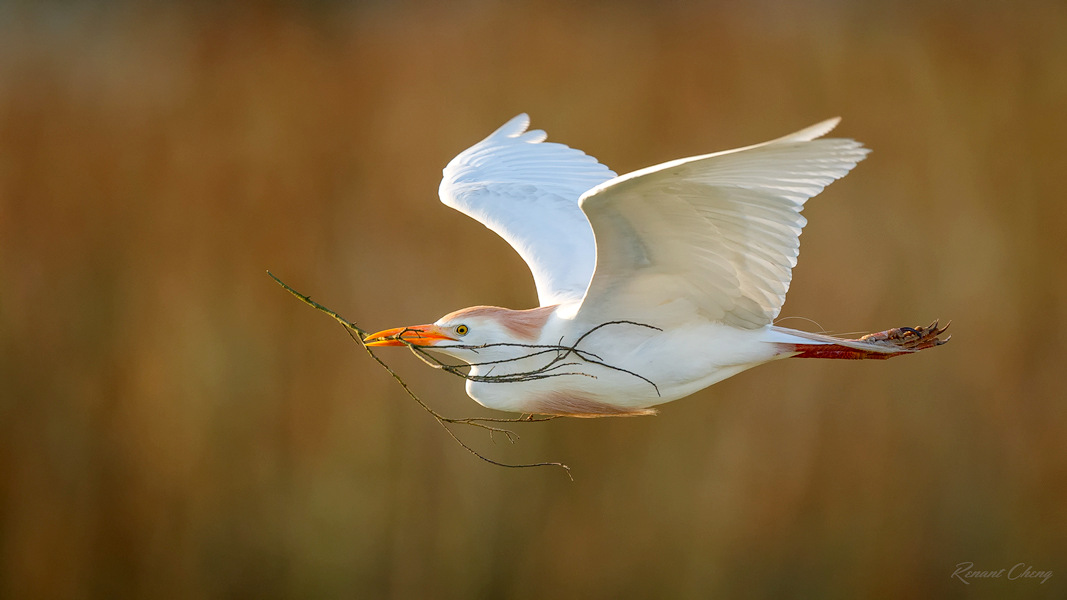 .:Cattle Egret in Flight:.