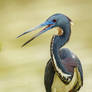 .:Tricolored Heron:.