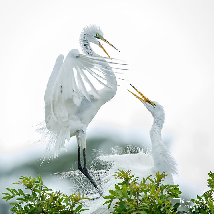 .:Egret Couple:. by RHCheng .:Egret Couple:. by RHCheng