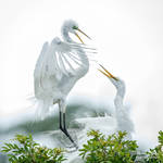 .:Egret Couple:. by RHCheng