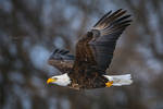 .:Eagle in Flight:. by RHCheng