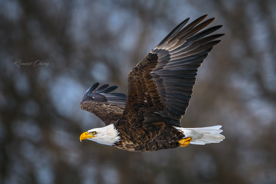 .:Eagle in Flight:.