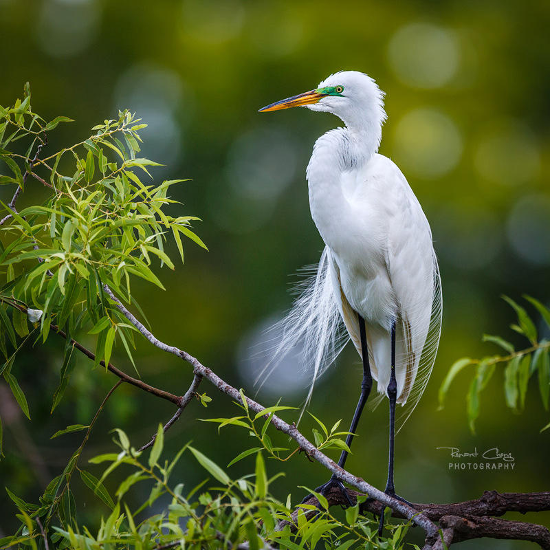 .:Great Egret:. by RHCheng