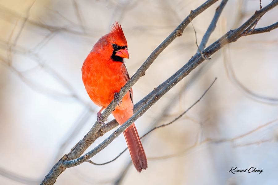 .:Northern Cardinal:.