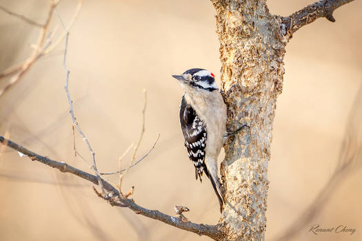 .:Downy Woodpecker:.