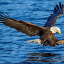 .:Eagle Fishing I:.