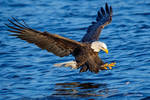 .:Eagle Fishing I:. by RHCheng