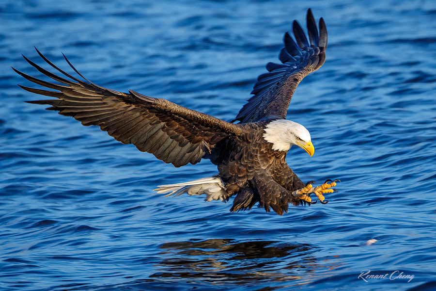 .:Eagle Fishing I:.
