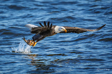 .:Eagle Fishing II:.